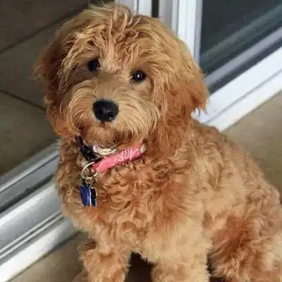 Labradoodle Miniature dog breed.