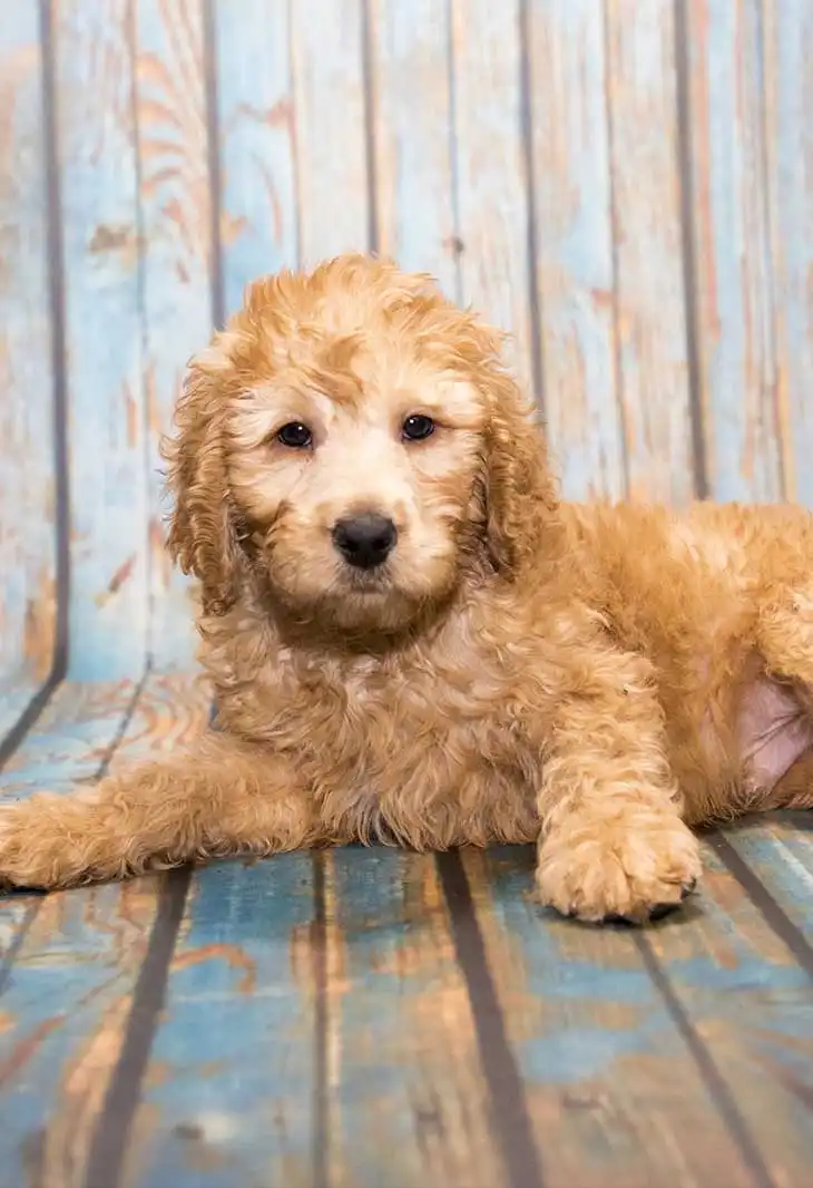 Breed Origin