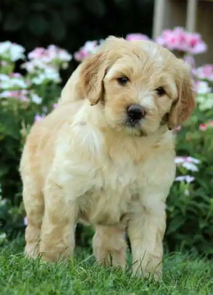 Breed Appearance