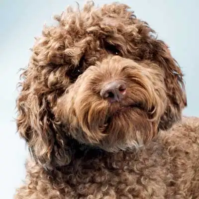 Labradoodle dog breed.