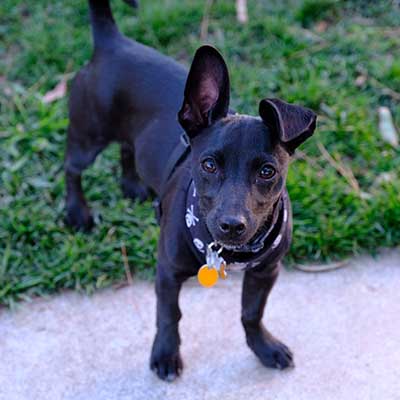 Labrahuahua