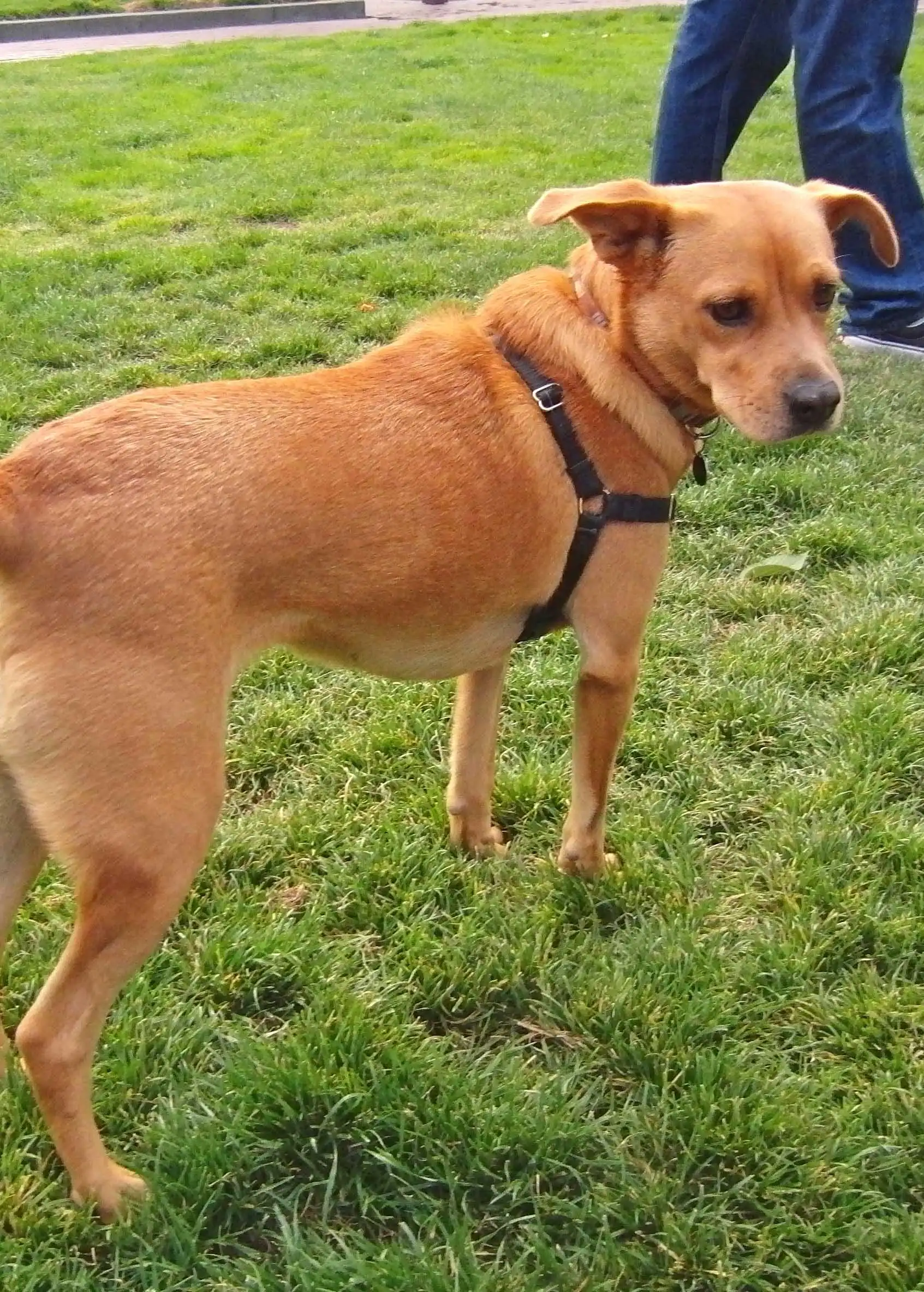 Herkunft & Geschichte von Labrasenji