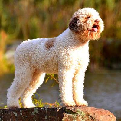 Lagotto Romagnolo