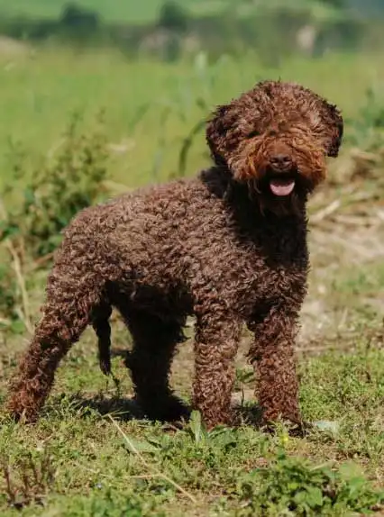 Breed Origin