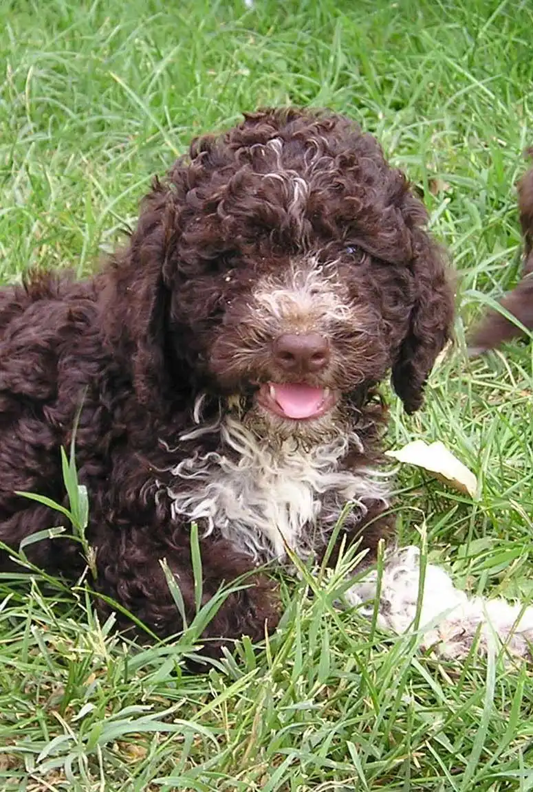 Breed Appearance