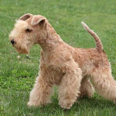 Lakeland Terrier