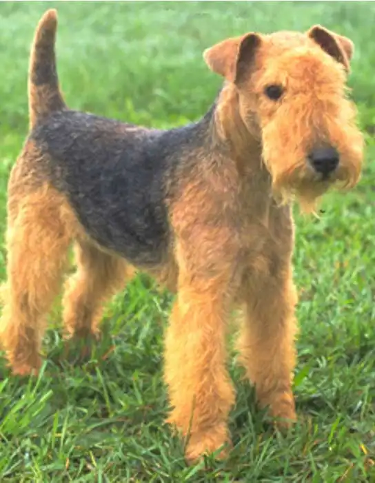 Breed Origin