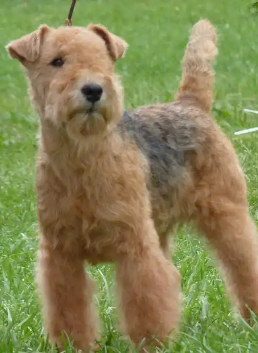 Breed Appearance