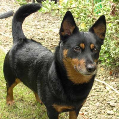 Lancashire Heeler
