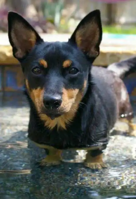 Breed Origin