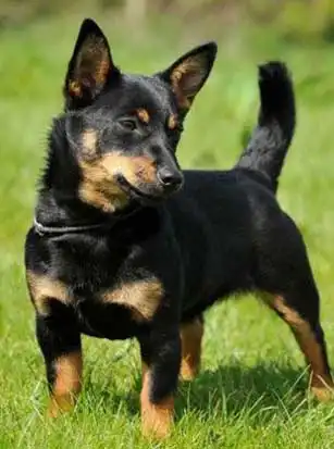 Breed Appearance
