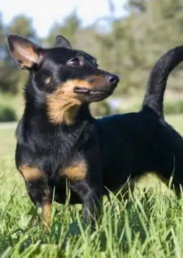 Behavior & Temperament