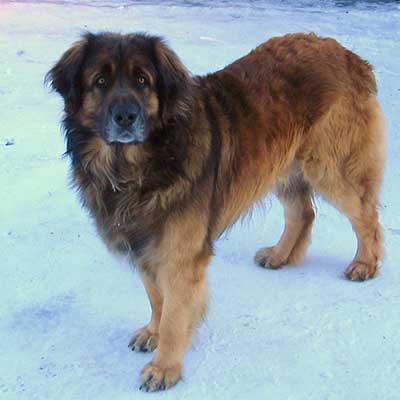 Leonberger