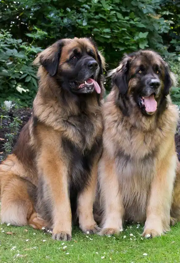 Breed Origin