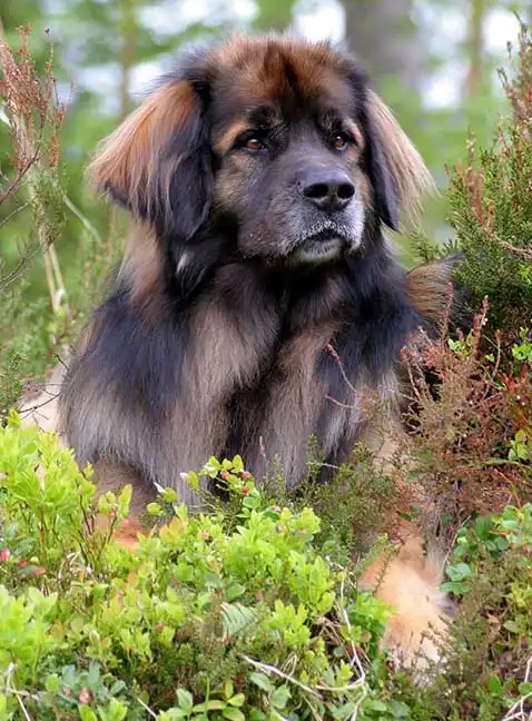 Breed Appearance