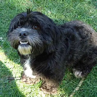 Lha-Cocker dog breed.