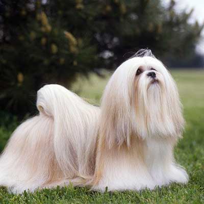 Lhasa Apso
