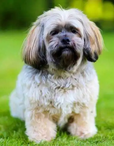Breed Appearance