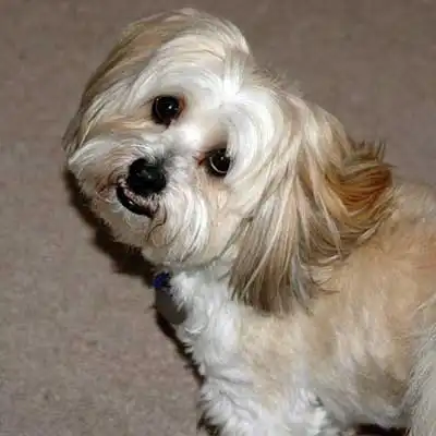 Lhasa-Coton dog breed.