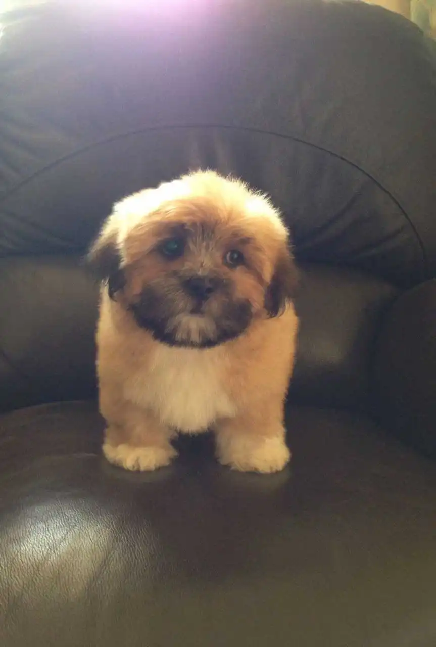 Breed Appearance