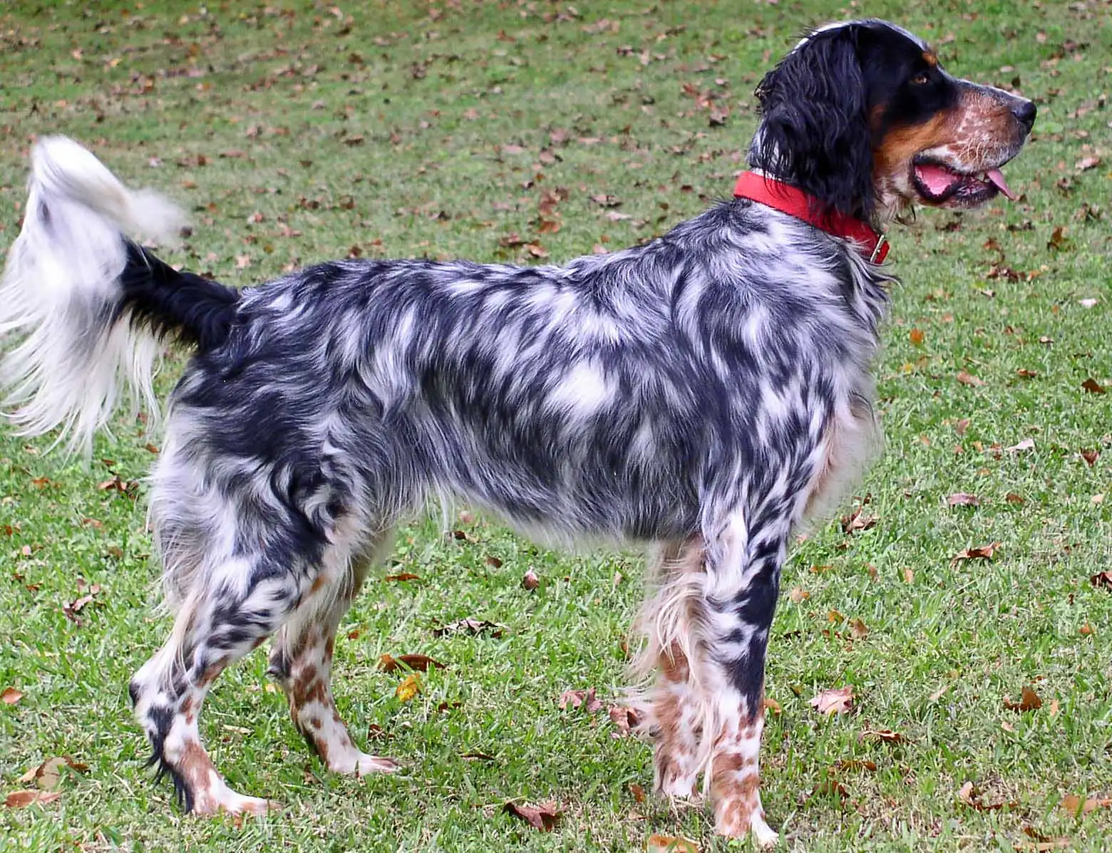 Llewellin Setter