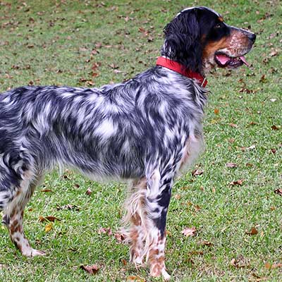 Setter de Llewellin
