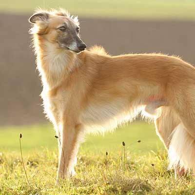 Longhaired Whippet