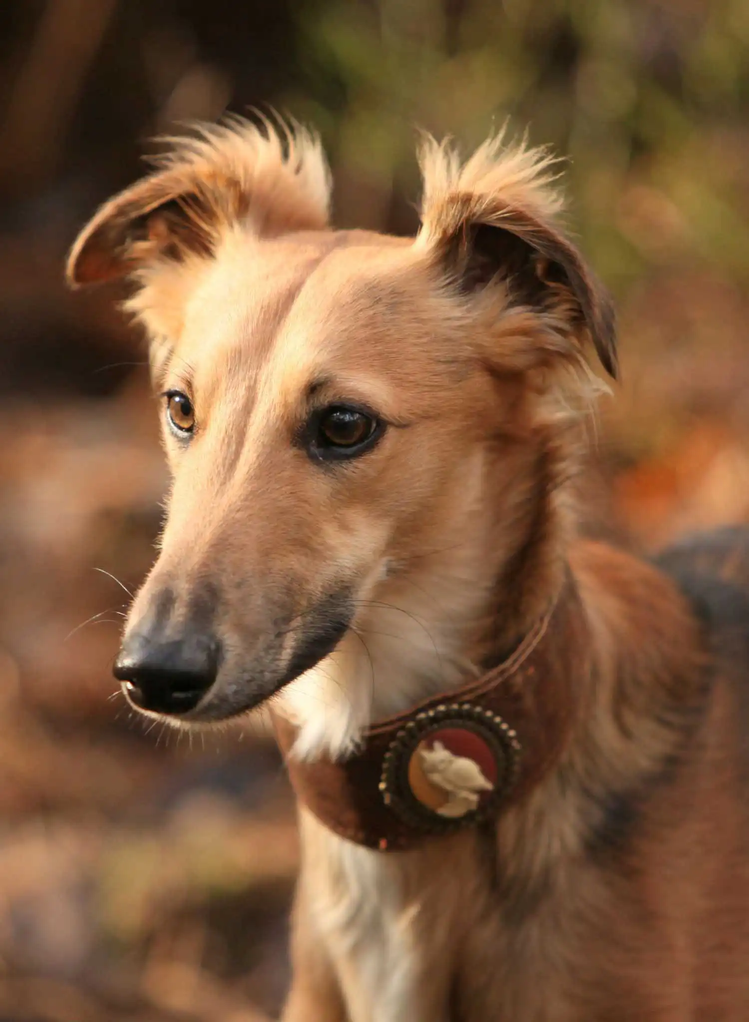 Breed Origin