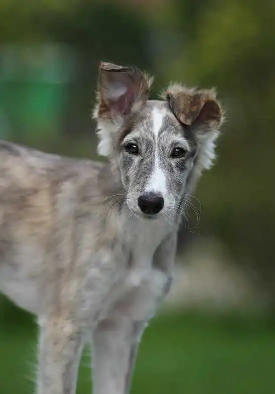 Breed Appearance