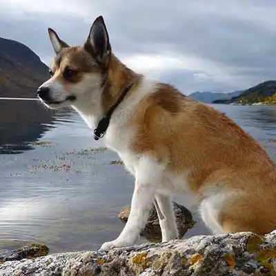 ルンデフントの犬種情報。