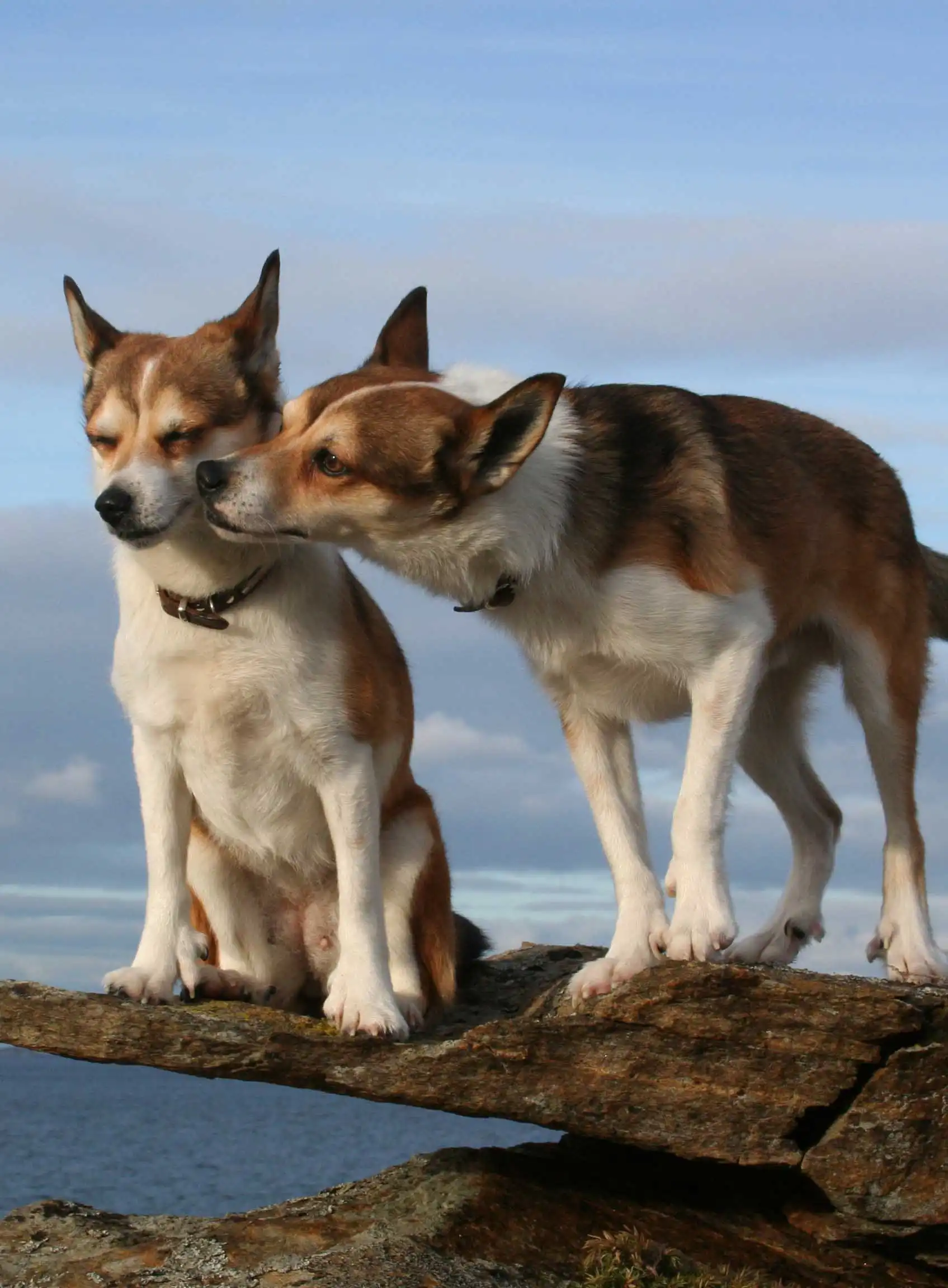 Herkunft & Geschichte von Lundehund