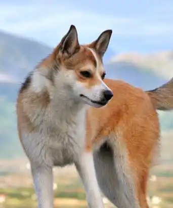 Erscheinungsbild von Lundehund