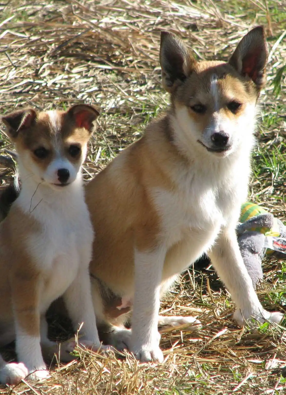 Wesen & Charakter von Lundehund