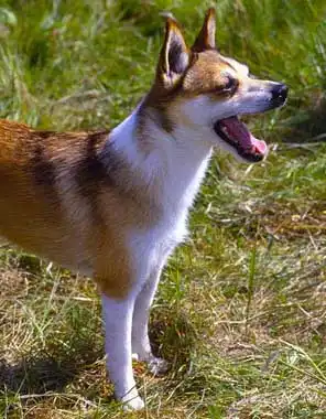 Bewegung & Beschäftigung von Lundehund