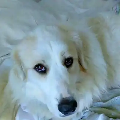 Malanees dog breed.