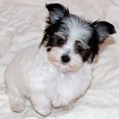 Malchi dog breed.