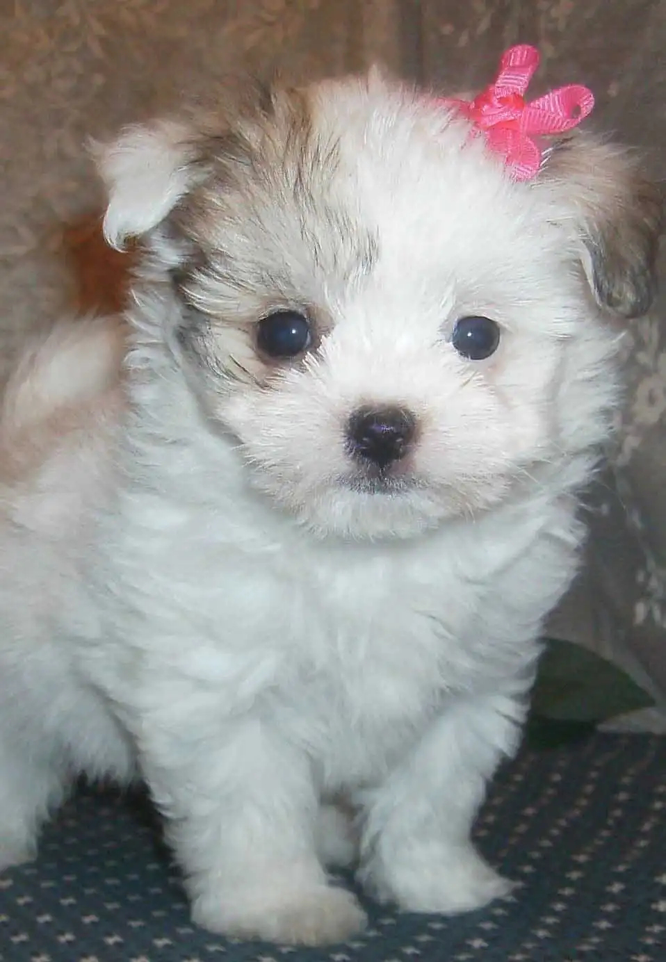 Breed Appearance