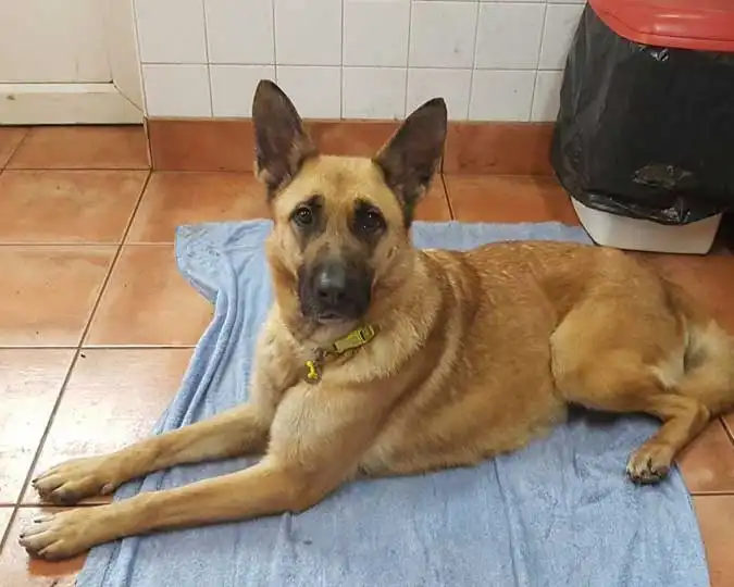 Malinois X