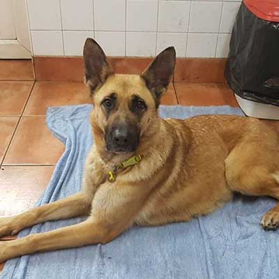 Malinois X