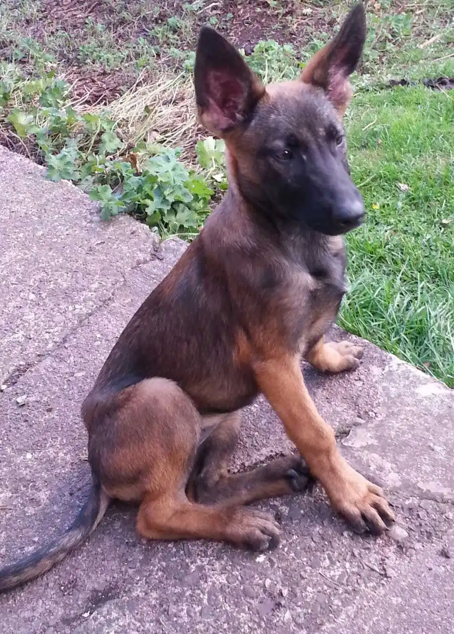 Breed Origin