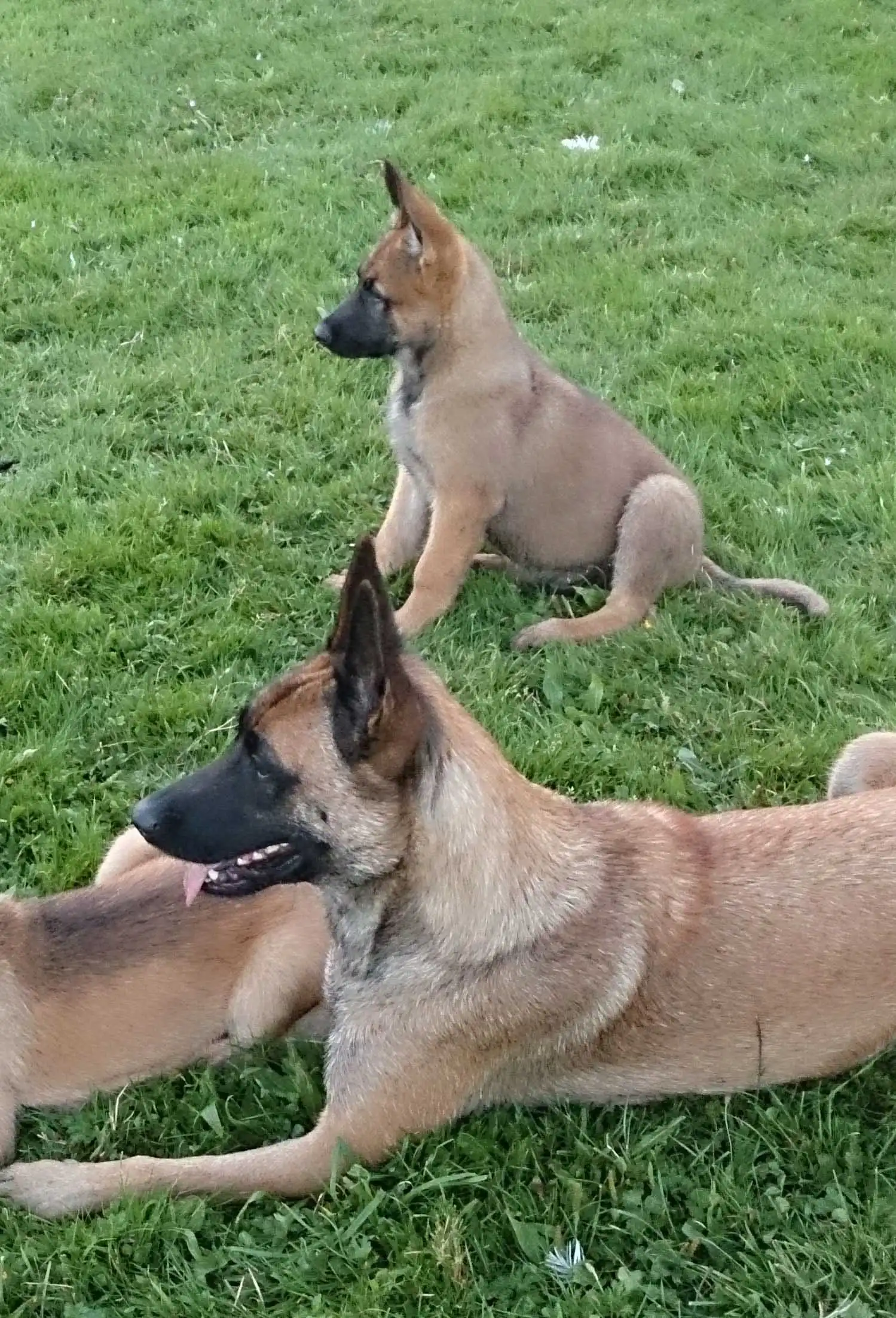 Breed Appearance