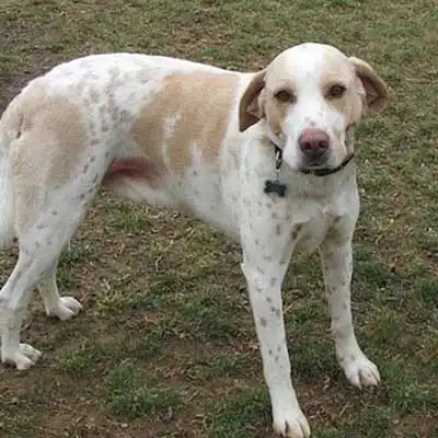 Mally Foxhound dog breed.