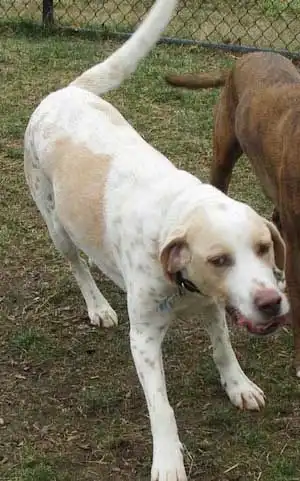 Breed Origin