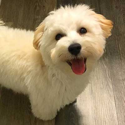 Malti-Poo