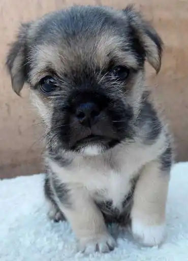 Origine & Storia del Malti-Pug
