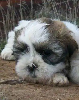 Aspetto del Malti-Pug