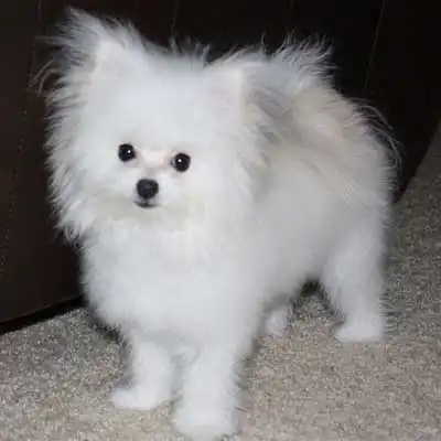 Maltipom dog breed.