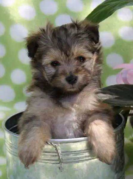 Breed Appearance