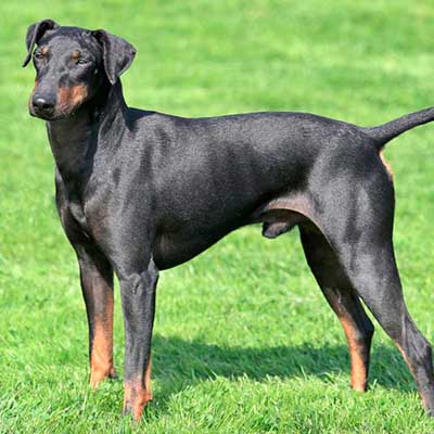 Manchester Terrier