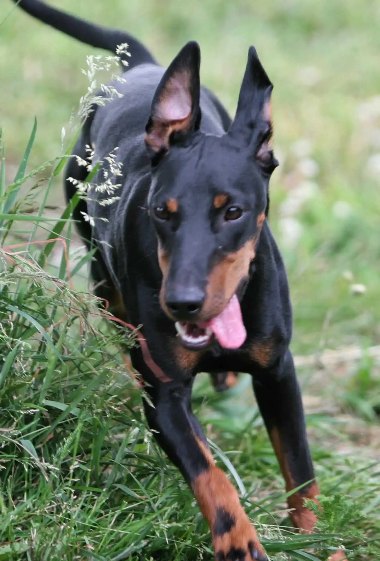 Origine & Histoire du Terrier de Manchester